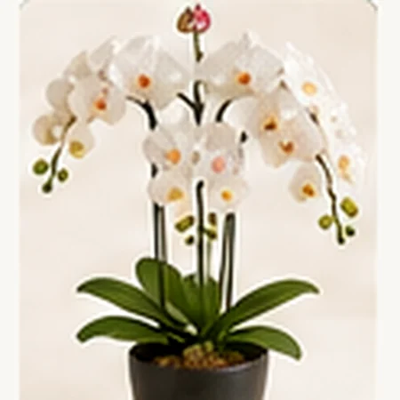 Orquídea Phalaenopsis Especial